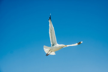 Obraz premium Seagull and sky