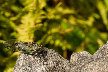 Annual Dog-day Cicada