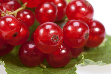 twig of red currant with green leaf on white background