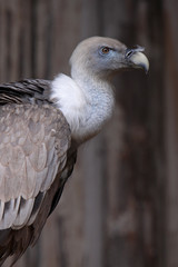 Gänsegeier