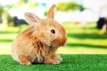 Fluffy foxy rabbit on grass in park