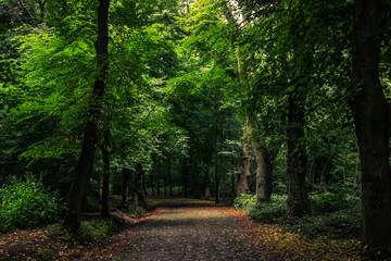 Obraz premium Path in the forest