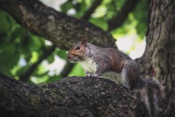 Fototapeta premium Squirrel in London