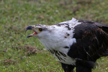 Junger Weisskopfseeadler