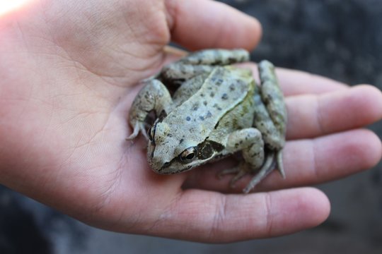 Grenouille