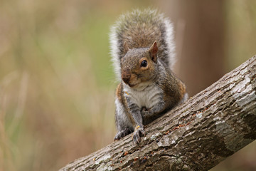 Gray Squirrel Sitting on Tree Trunk