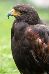 Wüstenbussard