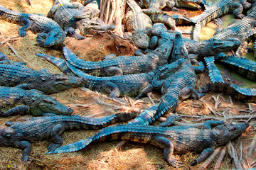 accumulation of crocodiles on crocodile farm