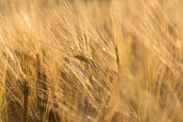 Wheat field