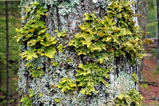 Moss and lichen growing on tree trunk