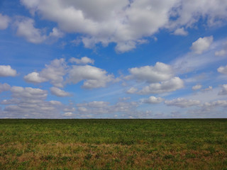 Horizon between the field with plants and blue cloudy sky