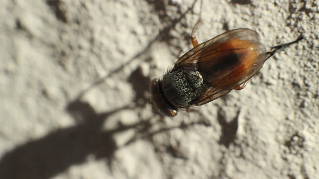 A macro clip of a a little golden fly moving legs and head
