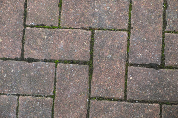 block paving with green moss growing between bricks