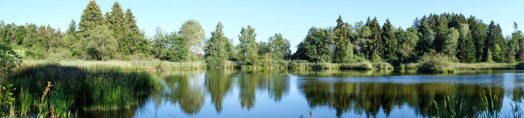Fototapeta na wymiar Teich im Sumpfgebiet Panorama