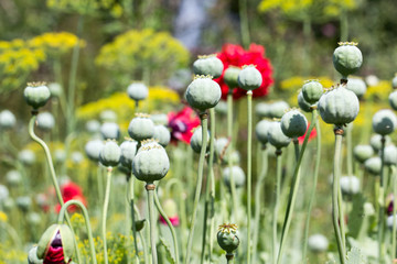 Obraz premium Green poppy head in garden