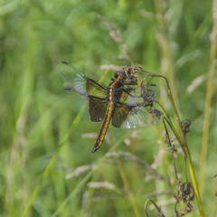 Brown-yellow Dragonfly closeup.  