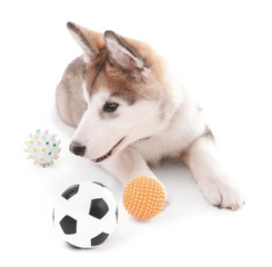 Cute Malamute puppy playing with rubber balls isolated on white