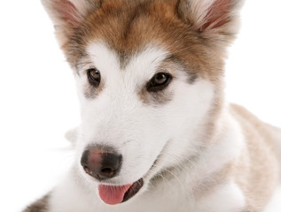 Portrait of Malamute puppy isolated on white