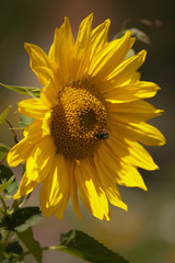 Sunflower. / Sunflower close up in the sun.