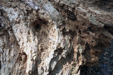 Dry wooden stump outdoors