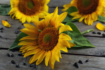 Beautiful bright sunflowers with seeds on wooden table close up