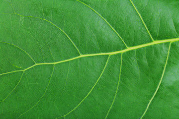 Fresh green leaf, close up