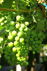 Bunches of green grape on plantation closeup