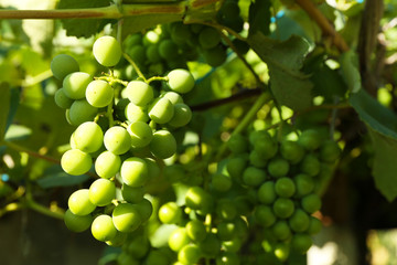 Bunches of green grape on plantation closeup