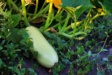 Fresh vegetable marrow in garden