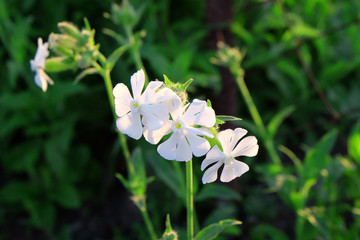 Fresh white flowers in garden