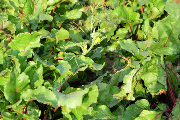 Fototapeta premium Beet growing in garden