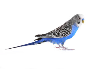 Budgerigar isolated on white
