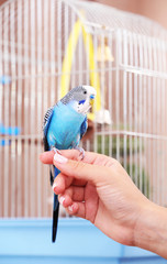 Fototapeta premium Budgerigar sitting on hand on cage background