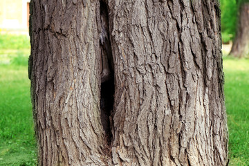 Tree hollow close up