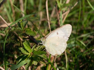 Rape Butterfly (Pieris napi)