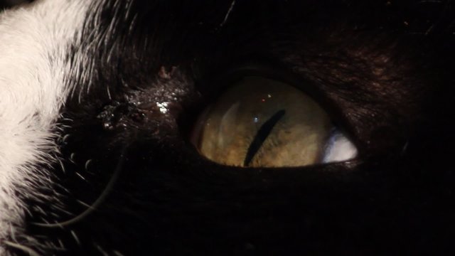 Hd clip of the eye of a black cat moving
