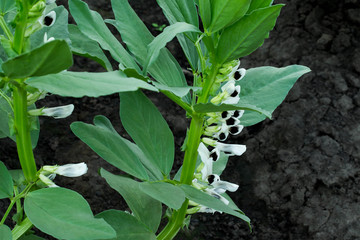 Fototapeta na wymiar Flowering vegetable beans (Vicia faba)