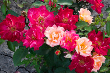 Shrub rose with flowers of different colors