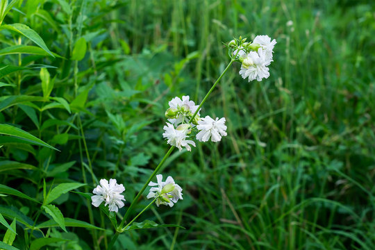Saponaria officinalis branch with flowers in the natural environ