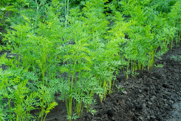 Young organic carrots growing in the garden