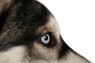 Beautiful huskies dog close up