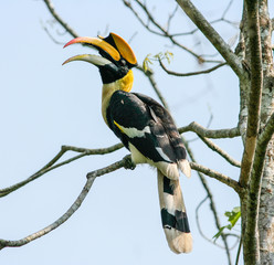 Bird in nature © forest71