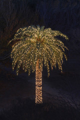 Palm Tree Decorated with White Lights for Christmas