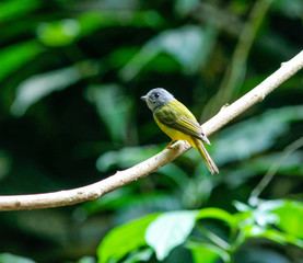 Grey-headed Canary-flycatcher (Culicicapa ceylonensis) in nature