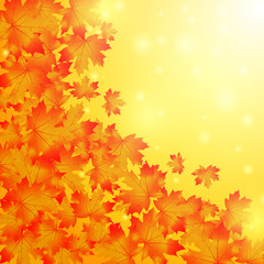 Naklejka na ściany i meble autumn background.golden maple leaves.space for text