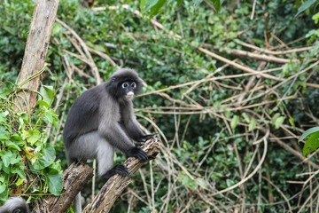 Dusky Langur sitting on tree branch