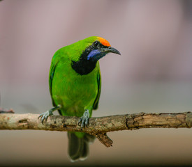 Bird in nature