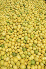 Thousands of lemons filling a truck after lemon harvest near Santa Paula, California.