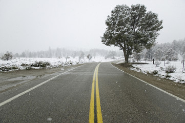 Fototapeta premium A lone tree growing along a roadway with yellow stripe in the midst of a snow storm in the high-desert of Lockwood Valley, Las Padres National Forest, California