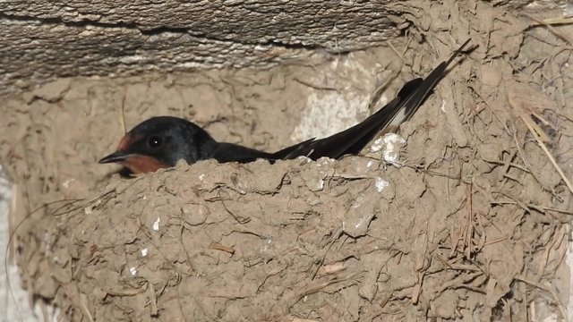 Rauchschwalbe, Barn Swallow, Hirundo rustica, br&uuml;tet